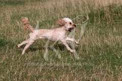 Cockerpoo