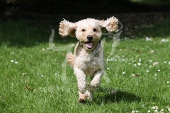 Cockerpoo