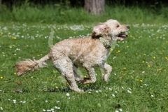 Cockerpoo