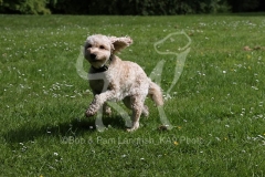 Cockerpoo