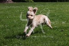 Cockerpoo