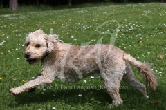 Cockerpoo