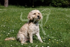 Cockerpoo