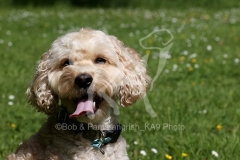 Cockerpoo