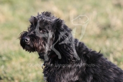 Cockerpoo