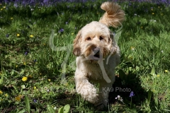 Cockerpoo