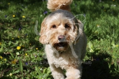 Cockerpoo