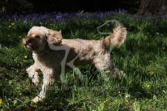 Cockerpoo