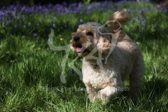 Cockerpoo