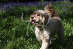Cockerpoo