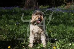 Cockerpoo