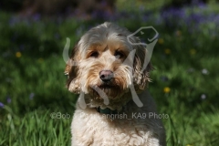 Cockerpoo