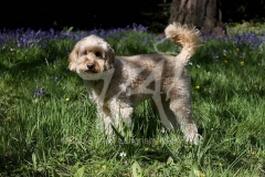 Cockerpoo