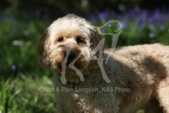Cockerpoo