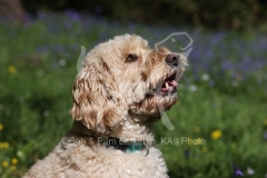 Cockerpoo