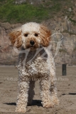 Cockerpoo