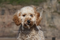 Cockerpoo