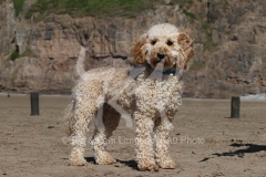 Cockerpoo