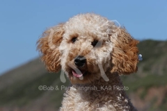 Cockerpoo