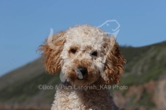 Cockerpoo