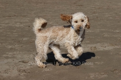 Cockerpoo