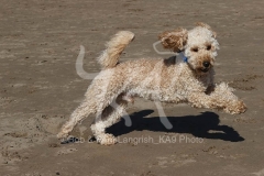 Cockerpoo