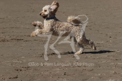 Cockerpoo