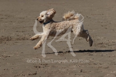 Cockerpoo