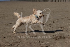 Cockerpoo