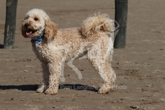 Cockerpoo