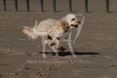 Cockerpoo