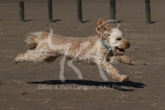 Cockerpoo