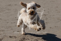 Cockerpoo