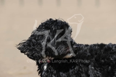 Cockerpoo