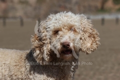 Cockerpoo