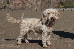 Cockerpoo