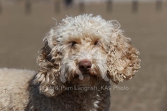 Cockerpoo