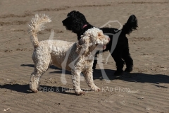 Cockerpoo