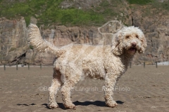 Cockerpoo