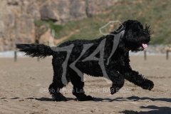 Cockerpoo