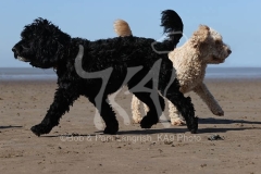 Cockerpoo