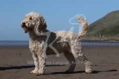 Cockerpoo