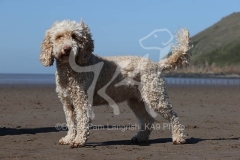 Cockerpoo