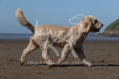 Cockerpoo