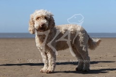 Cockerpoo