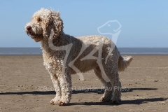 Cockerpoo