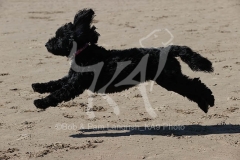 Cockerpoo
