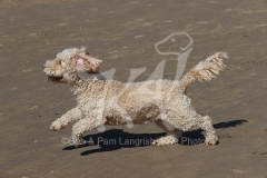 Cockerpoo