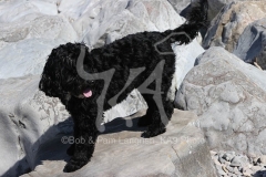 Cockerpoo