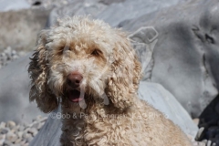 Cockerpoo